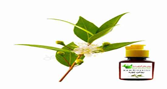 روغن مورد برای مو ؛ ایا مصرف روغن مورد برای موی سر خوب است