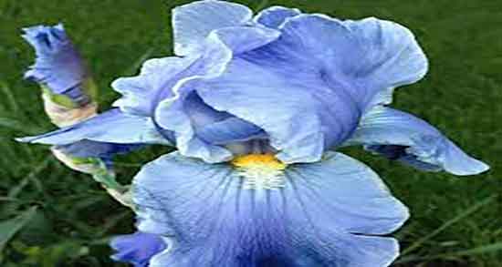 زنبق برای رشد مو ؛ ایا مصرف زنبق برای تقویت و رشد موی سر مفیده