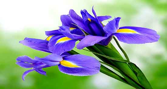 زنبق برای چی خوبه ؛ ایا مصرف روزانه زنبق برای کاهش وزن مفید است