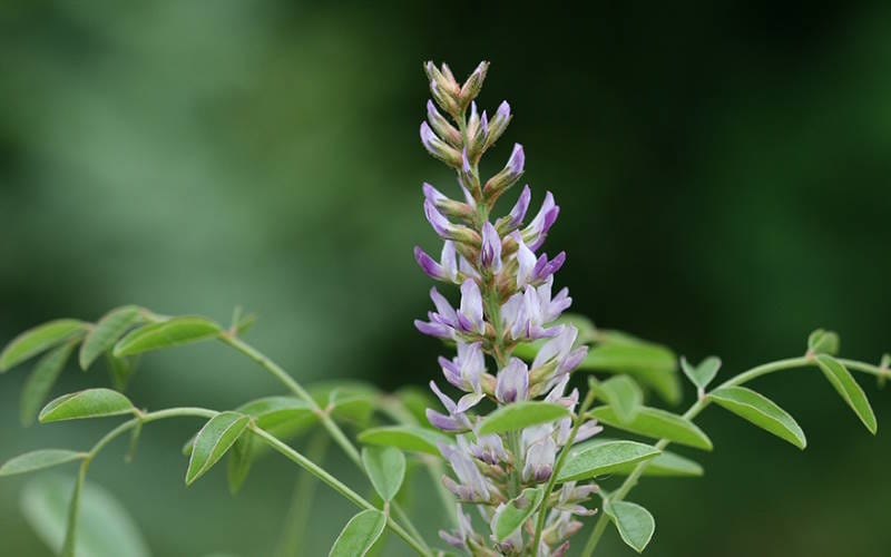 Glycyrrhiza glabra