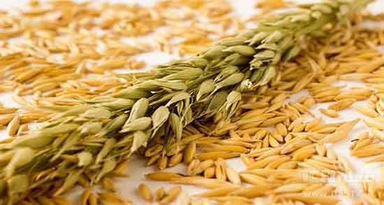سبوس جو و لاغری ؛ خاصیت سبوس جو برای لاغری نی نی سایت
