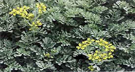سداب برای بارداری ؛ ایا خوردن سداب برای جنین زنان باردار مفیده