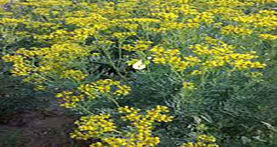 سداب برای سقط جنین ؛ فواید مصرف سداب برای سقط جنین مادران