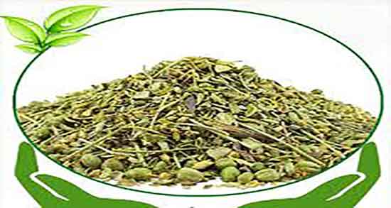 سداب برای لاغری خوبه ؛ فواید دمنوش سداب برای چربی سوزی شکم