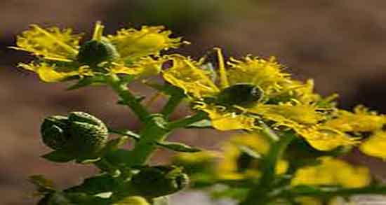 سداب و خواص آن ؛ خواص روغن سداب برای درمان عفونت گوش