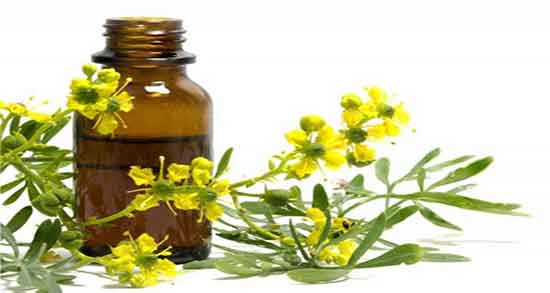 سداب و دیابت ؛ ایا خوردن سداب برای کنترل قند خون زنان باردار مفیده