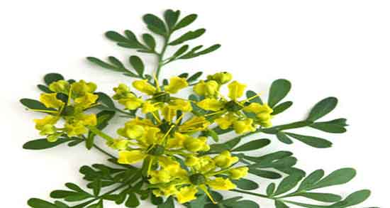 سداب و طب سنتی ؛ خواص گیاه سداب برای سنگ کلیه در طب سنتی