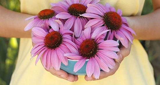 سرخارگل برای لاغری ؛ استفاده از سرخارگل برای چربی سوزی شکم