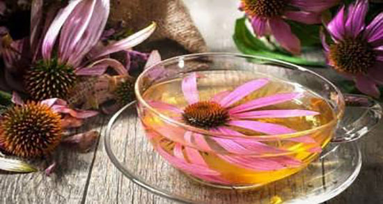 سرخارگل در بارداری ؛ خاصیت مصرف سرخارگل در دوران بارداری زنان