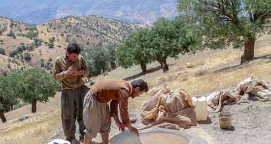 سقز و معده ؛ خاصیت مصرف سقز برای درمان رفلاکس معده