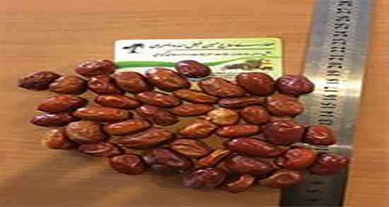سنجد برای طوطی ؛ ایا دادن سنجد برای طوطی های سخنگو مفید است