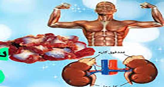 سنگدان مرغ برای گربه ؛ خاصیت سنگدان مرغ برای توله گربه ها