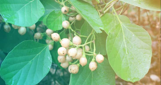 سپستان برای کودک ؛ ایا دادن سپستان برای گلو درد کودکان مفید است