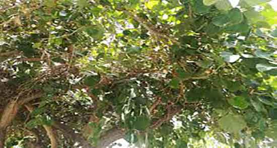 سپستان در بارداری ؛ فواید مصرف سپستان برای جنین زنان باردار جیست