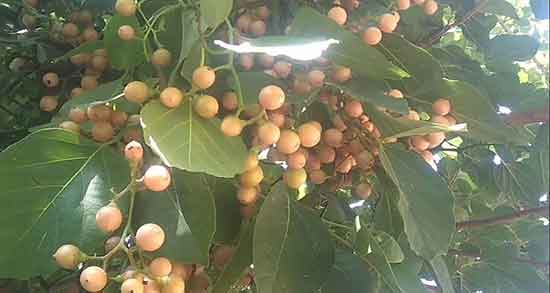 سپستان در دوران بارداری ؛ خاصیت خوردن سپستان در دوران بارداری زنان