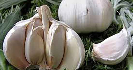 سیر درمانی برای بارداری ؛ خاصیت استفاده از سیر خام برای بارداری زنان