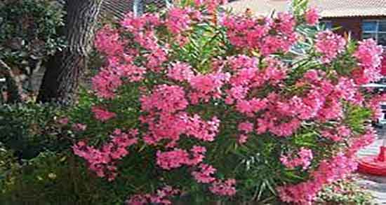 سیم اوتی برای سرفه ؛ درمان سرفه کودکان با استفاده از سیم اوتی