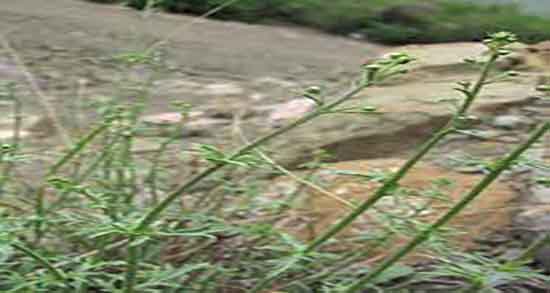 سیم اوتی برای سینوزیت ؛ درمان سینوزیت مزمن با مصرف سیم اوتی