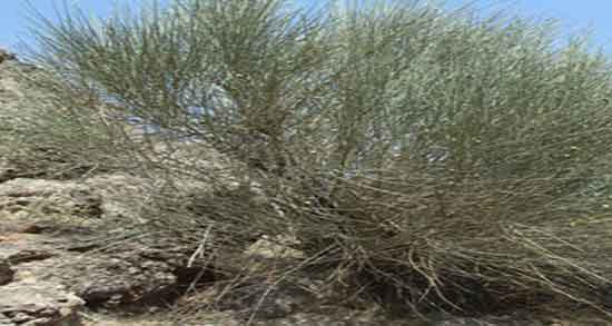 سیم اوتی برای عفونت دندان ؛ درمان عفونت لثه با استفاده از سیم اوتی