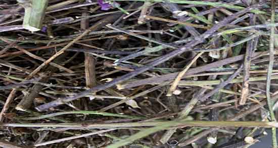سیم اوتی برای عفونت معده ؛ ایا مصرف سیم اوتی برای عفونت معده مفیده