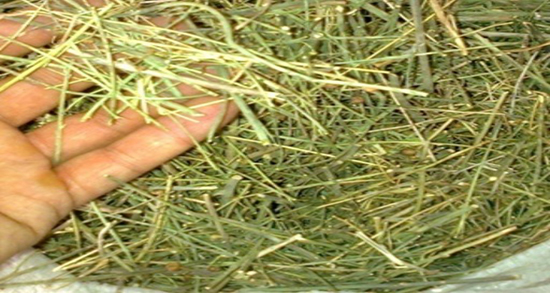 سیم اوتی برای کودکان ؛ تاثیر مصرف سیم اوتی برای سرماخوردگی کودکان