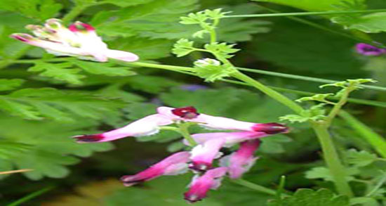 شاتره برای چی خوب است ؛ ایا مصرف شاتره برای چربی سوزی شکم مفیده