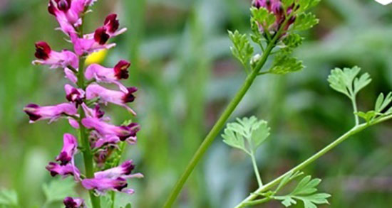 شاتره و خواص آن ؛ استفاده روزانه از شاتره و خواص آن برای چربی کبد