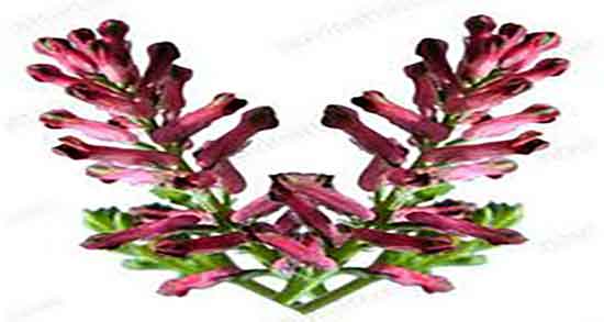 شاه تره برای چی خوبه ؛ ایا مصرف شاه تره برای زردی نوزاد مفیده