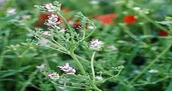 شاه تره در بارداری ؛ فواید عرق کاسنی و شاتره در بارداری زنان