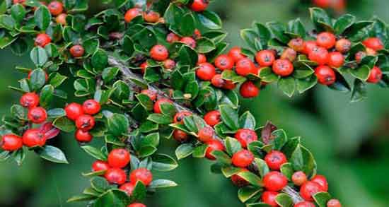شیرخشت برای خواب نوزاد ؛ شیرخشت داروی گیاهی برای تنظیم خواب نوزاد