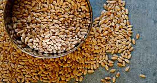 شیرین گندمک برای نوزاد ؛ ایا گندمک صنعتی برای کودکان مفید است