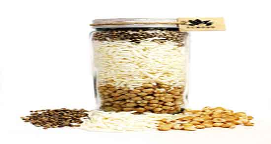 شیرین گندمک چیست ؛ خواص مصرف شیرین گندمک برای بدن چیه