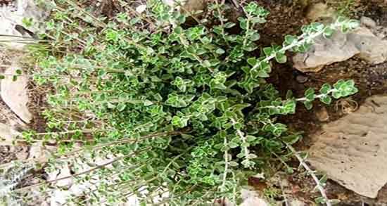 طبع آذربه گرم است یا سرد ؛ ایا طبع گیاه اذربه برای بدن سرد است یا گرم