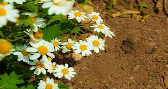 طبع بابونه شیرازی ؛ ایا طبع بابونه شیرازی از نظر طب سنتی گرم است