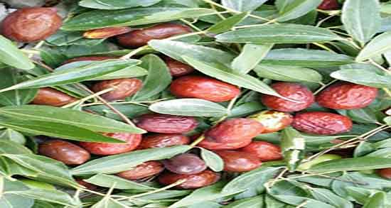 طبع عناب تازه چیست ؛ ایا طبع عناب تازه برای بدن گرم است یا سرد