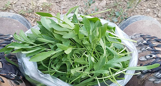 طبع غازیاغی ؛ طبع غازیاغی از نظر طب سنتی سرد است یا گرم