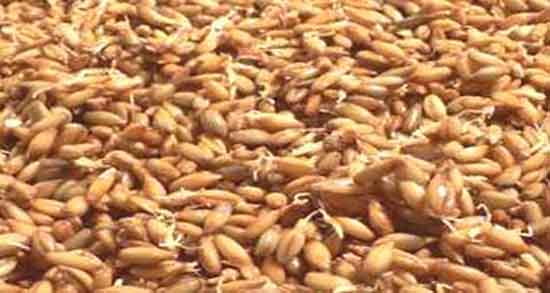 طبع مالت جو ؛ ایا طبع مالت جو از نظر طب سنتی برای بدن گرم است