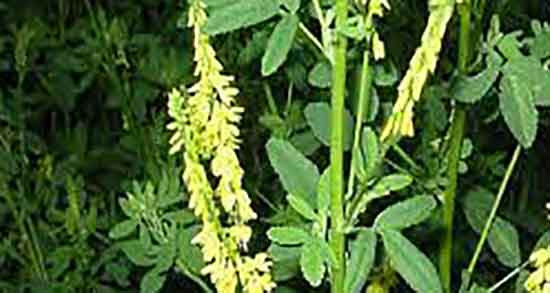 طبع ناخنک ؛ طبع گیاه ناخنک از نظر طب سنتی سرد است یا گرم