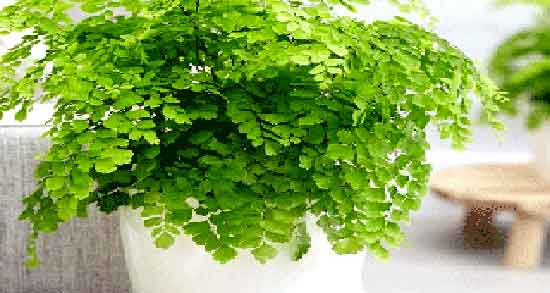 طبع پرسیاوشان ؛ ایا طبع پرسیاوشان از نظر طب سنتی برای بدن گرمه