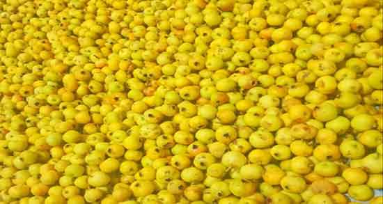 طبع کیالک ؛ ایا طبع کیالک از نظر طب سنتی سرد است یا گرم