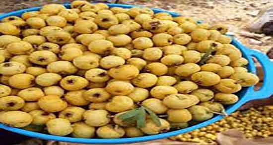 طبع کیالک سرد یا گرم ؛ ایا طبع میوه کیالک برای بدن سرد است یا گرم