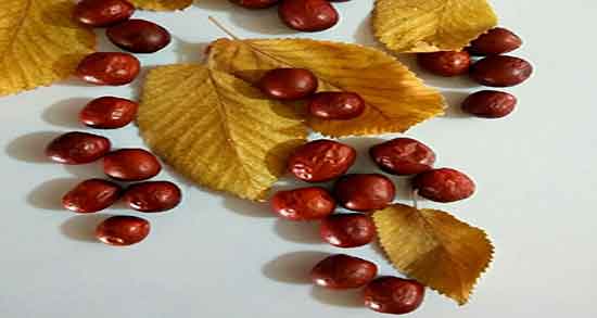 طرز استفاده از عناب تازه ؛ دستور استفاده از عناب تازه برای یبوست شدید