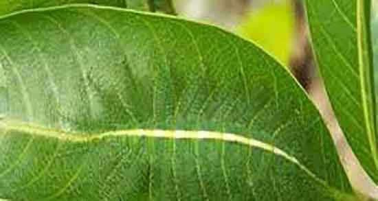 طرز استفاده برگ انبه برای دیابت ؛ دستور استفاده از برگ انبه برای قند خون