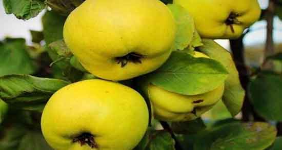 طرز تهیه به دانه برای گلو درد ؛ مراحل تهیه دمنوش به دانه برای گلو درد طرز تهیه به دانه برای گلو درد ؛ مراحل تهیه دمنوش به دانه برای گلو درد