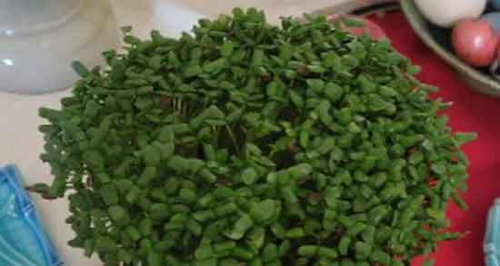 طرز تهیه جوانه کنجد ؛ دستور تهیه جوانه کنجد به روش خانگی چگونه است