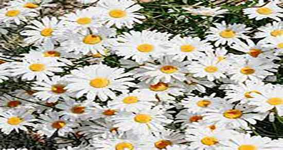 طرز تهیه دمنوش بابونه و دارچین ؛ دستور تهیه بابونه و دارچین برای دمنوش