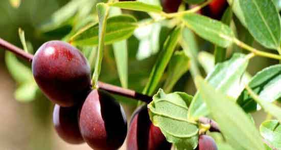 طرز تهیه دمنوش عناب و زرشک ؛ دستور تهیه دمنوش عناب و زرشک چیست