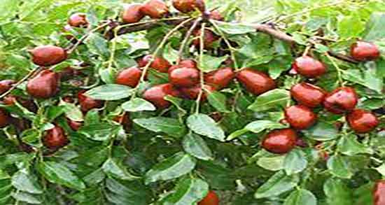 طرز تهیه دمنوش عناب ؛ مراحل تهیه دمنوش عناب به روش خانگی چطوره