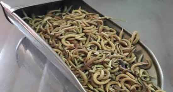 طرز تهیه دمنوش ناخنک ؛ دستور تهیه دمنوش ناخنک برای لاغری شکم