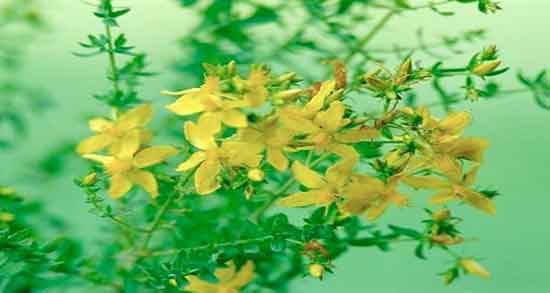 طرز تهیه دمنوش هوفاریقون ؛ دستور تهیه دمنوش هوفاریقون چگونه است